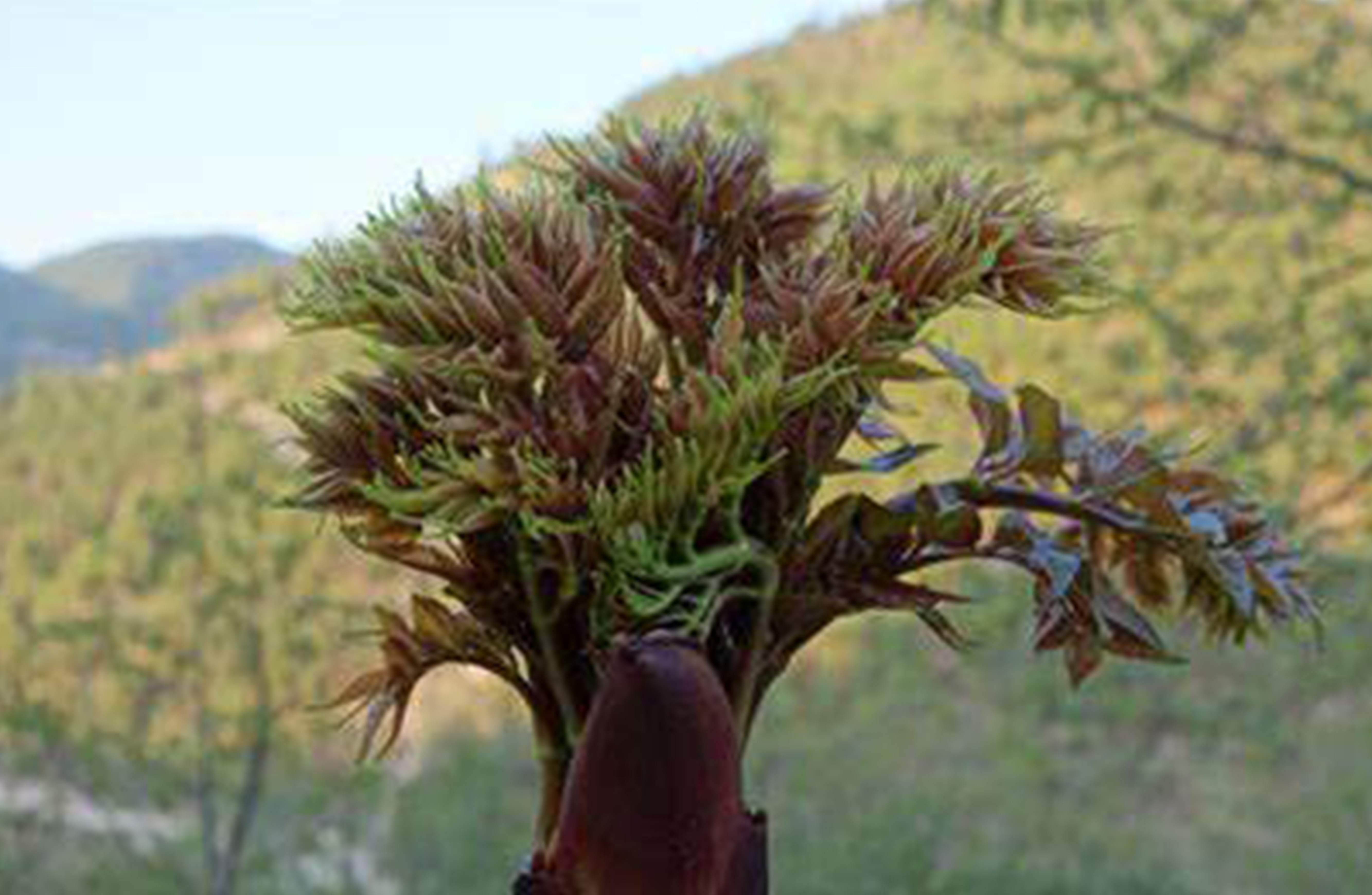 Spiny Brain Bag