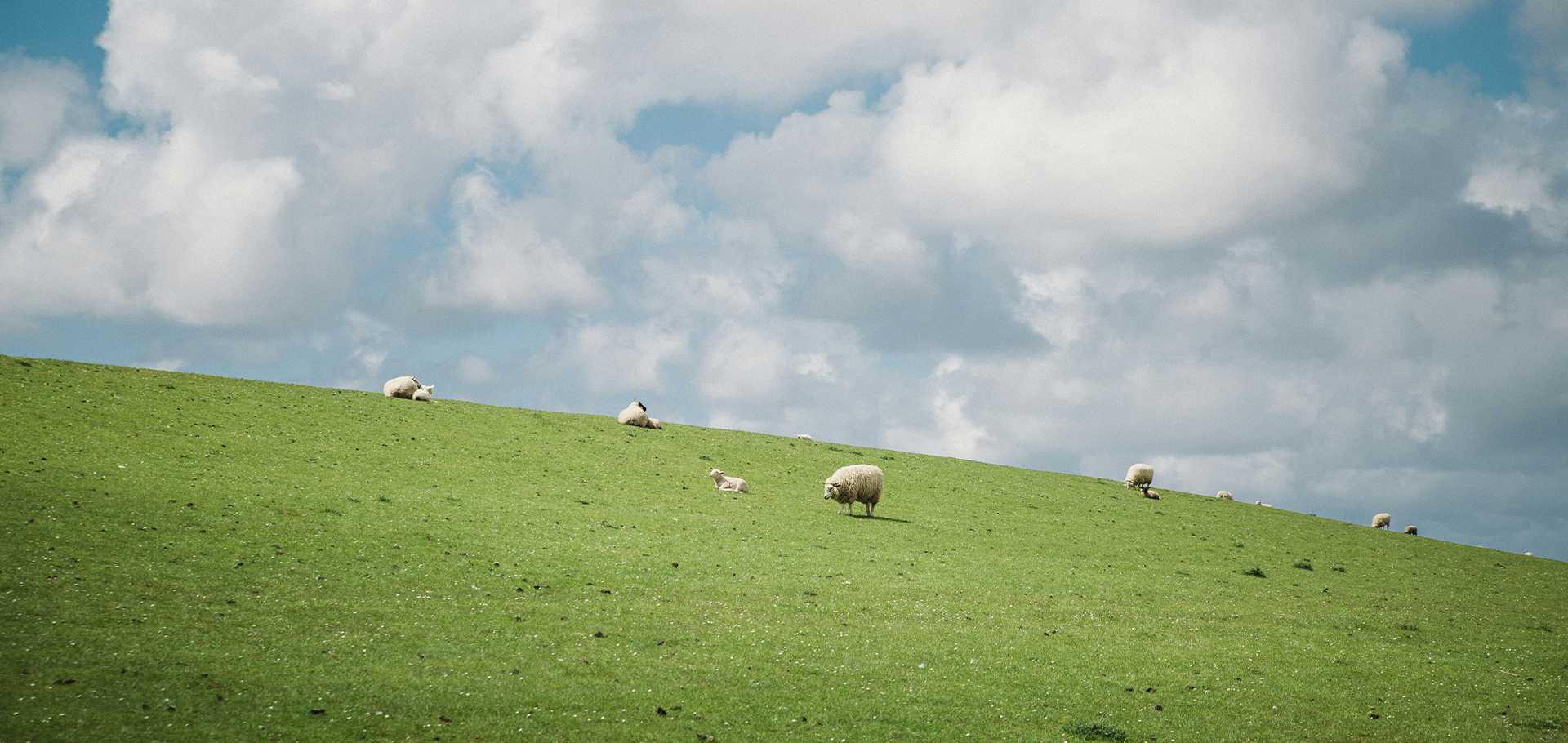 Merino wool and nature