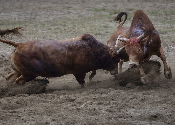 Cuộc thi Dishui Miaocheng-Bull King Cuộc thi Dishui Miaocheng-Bull King