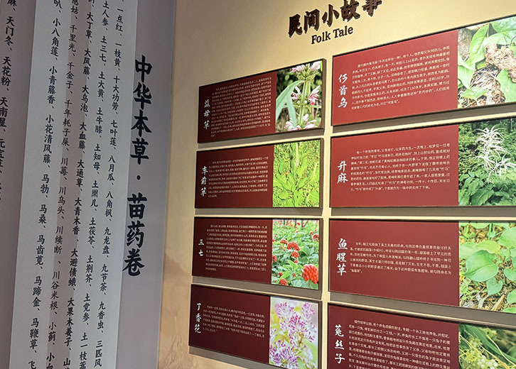 Thành phố Dishui Miao-Bảo tàng Y học Vân Nam Miao Thành phố Dishui Miao-Bảo tàng Y học Vân Nam Miao